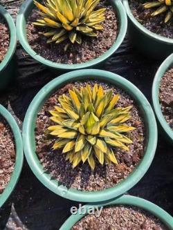 1pcs Tequila combination. If you like it, you can chat privately WYSIWYG