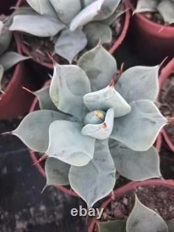 1pcs Tequila combination. If you like it, you can chat privately WYSIWYG