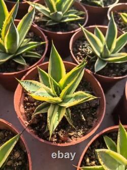 1pcs Tequila combination. If you like it, you can chat privately WYSIWYG