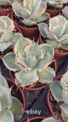 1pcs Tequila combination. If you like it, you can chat privately WYSIWYG