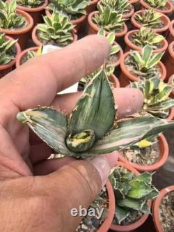 1pcs Tequila combination. If you like it, you can chat privately WYSIWYG