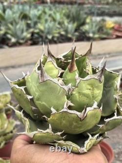 1pcs Tequila combination. If you like it, you can chat privately WYSIWYG