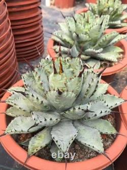 1pcs Tequila combination. If you like it, you can chat privately WYSIWYG