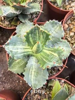 1pcs Tequila combination. If you like it, you can chat privately WYSIWYG