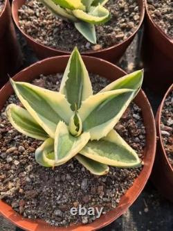 1pcs Tequila combination. If you like it, you can chat privately WYSIWYG