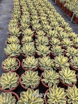 1pcs Tequila combination. If you like it, you can chat privately WYSIWYG