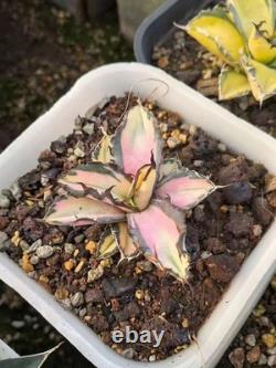 1pcs Tequila combination. If you like it, you can chat privately WYSIWYG