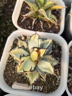 1pcs Tequila combination. If you like it, you can chat privately WYSIWYG