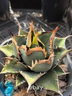 1pcs Tequila combination. If you like it, you can chat privately WYSIWYG