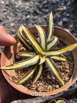 1pcs Tequila combination. If you like it, you can chat privately WYSIWYG