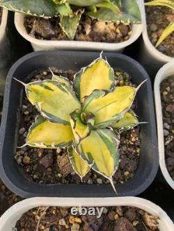 1pcs Tequila combination. If you like it, you can chat privately WYSIWYG