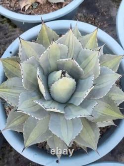 1pcs Tequila combination. If you like it, you can chat privately WYSIWYG