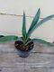2 Live Plants Agave Tequilana (agave Tequila) 15 Tall. Free Shipping