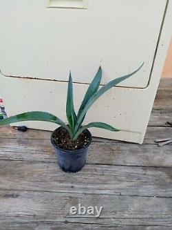 2 Live Plants Agave Tequilana (Agave Tequila) 15 tall. FREE SHIPPING