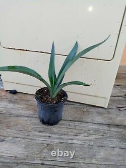2 Live Plants Agave Tequilana (Agave Tequila) 15 tall. FREE SHIPPING
