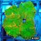 A1091in1091(m) Wysiwyg Indo Cultured Tequila Sunrise Rhodactis Mushroom Colony