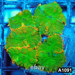 A1091IN1091(M) WYSIWYG indo Cultured Tequila Sunrise Rhodactis Mushroom Colony