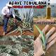 Agave Tequilana X100 Plant Blue Weber Tequila Plant Giant Succulent
