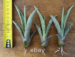 Agave Tequilana x100 Plant Blue Weber Tequila Plant Giant Succulent
