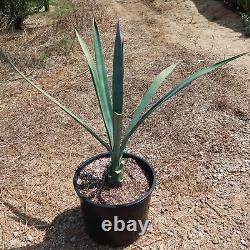 Blue agave Agave Tequilana'Tequila Plant' cactus Cacti Succulent real live pl