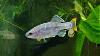 Goodeid Colony Update Zoogoneticus Tequila Rio Teuchitlan Rare Livebearering Fish