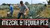 Harvesting Agave 2 3 How To Brew Everything Mezcal And Tequila