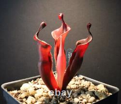 Heliamphora cv. Tequila Exotica Clone