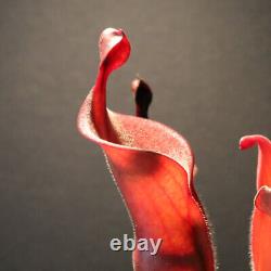 Heliamphora cv. Tequila Exotica Clone