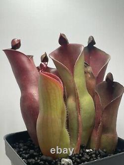 Heliamphora (glabra x nutans) x Tequila (CC Clone)