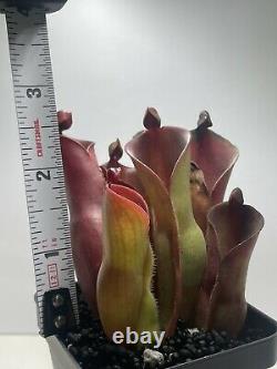 Heliamphora (glabra x nutans) x Tequila (CC Clone)