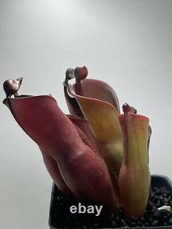 Heliamphora (glabra x nutans) x Tequila (CC Clone)