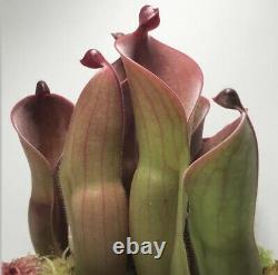 Heliamphora (glabra x nutans) x Tequila (CC Clone)