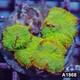 Item#a1868in1868(m) Wysiwyg Indo Tequila Sunrise Rhodactis Mushroom Colony