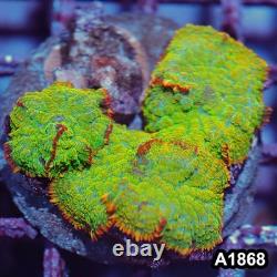 Item#A1868IN1868(M) WYSIWYG Indo Tequila Sunrise Rhodactis Mushroom Colony
