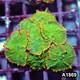 Item#a1869in1869(m) Wysiwyg Indo Tequila Sunrise Rhodactis Mushroom Colony