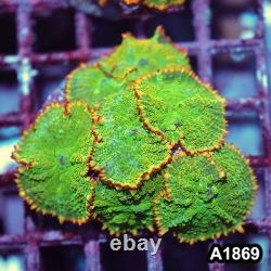 Item#A1869IN1869(M) WYSIWYG Indo Tequila Sunrise Rhodactis Mushroom Colony