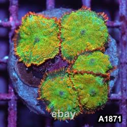 Item#A1871IN1871(M) WYSIWYG Indo Tequila Sunrise Rhodactis Mushroom Colony