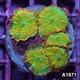 Item#a1871in1871(m) Wysiwyg Indo Tequila Sunrise Rhodactis Mushroom Colony