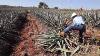 Making Tequila Harvesting A Blue Agave Plant In Mexico