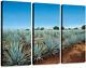 Tequila Landscape 3 Pieces Print On Canvas Wall Artwork Modern Photography Home