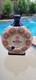 Tequila Mandala Limited Edition Bottle Repurposed Into A Bong