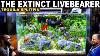 The Extinct Livebearer Tank Tequila Splitfin Aquascape Tutorial