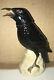 Vintage Tequila Jose Cuervo Crow Raven Decanter Or Bottle Made In Germany Empty