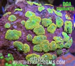 WYSIWYG Tequila Sunrise Mushroom Colony Large