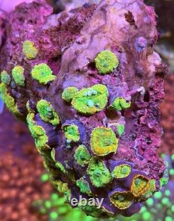 WYSIWYG Tequila Sunrise Mushroom Colony Large